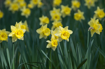 Spring.jpg
