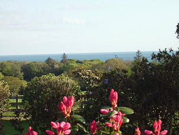 sea view pink flowers and garden.jpg