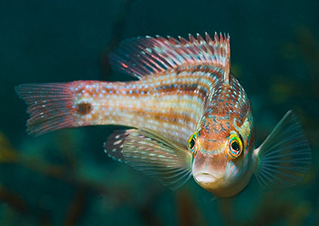 Corkwing Wrasse_LR.jpg